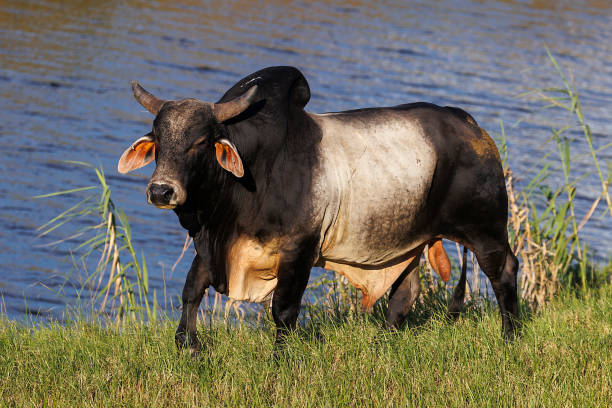 Bull