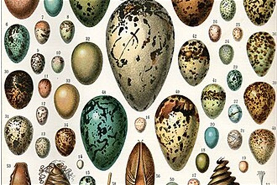 Eggs
