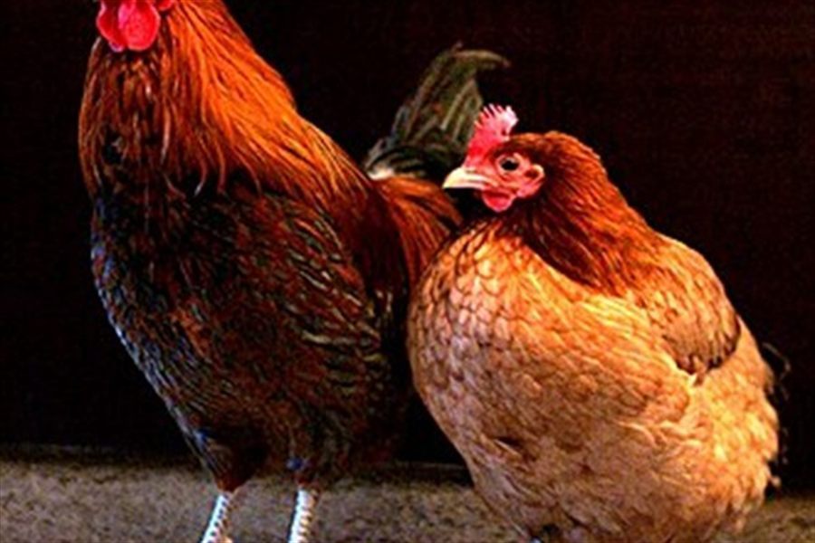 Country chicken