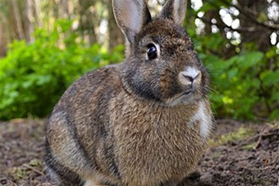 Rabbits
